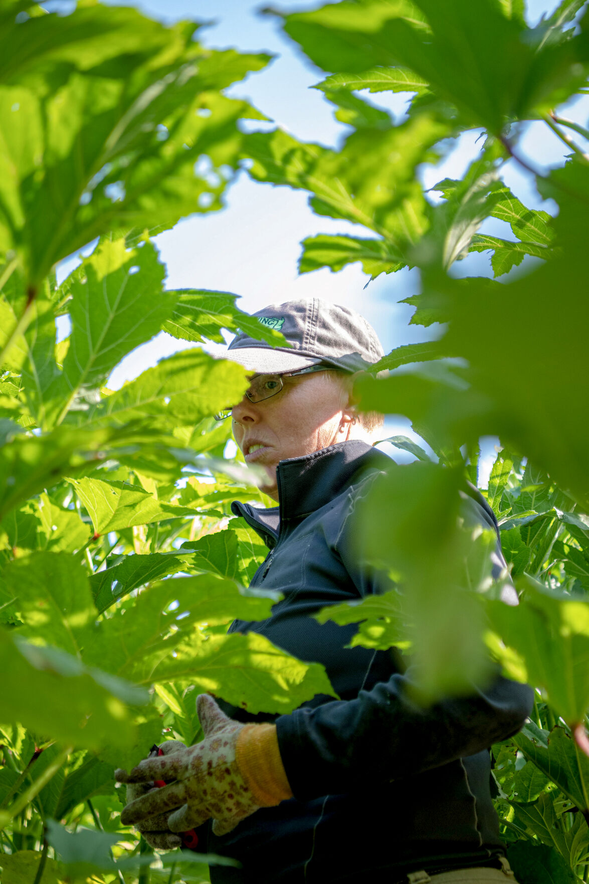 Liz Graznak assists her crew in harvesting okra
